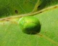 Cassida hemisphaerica